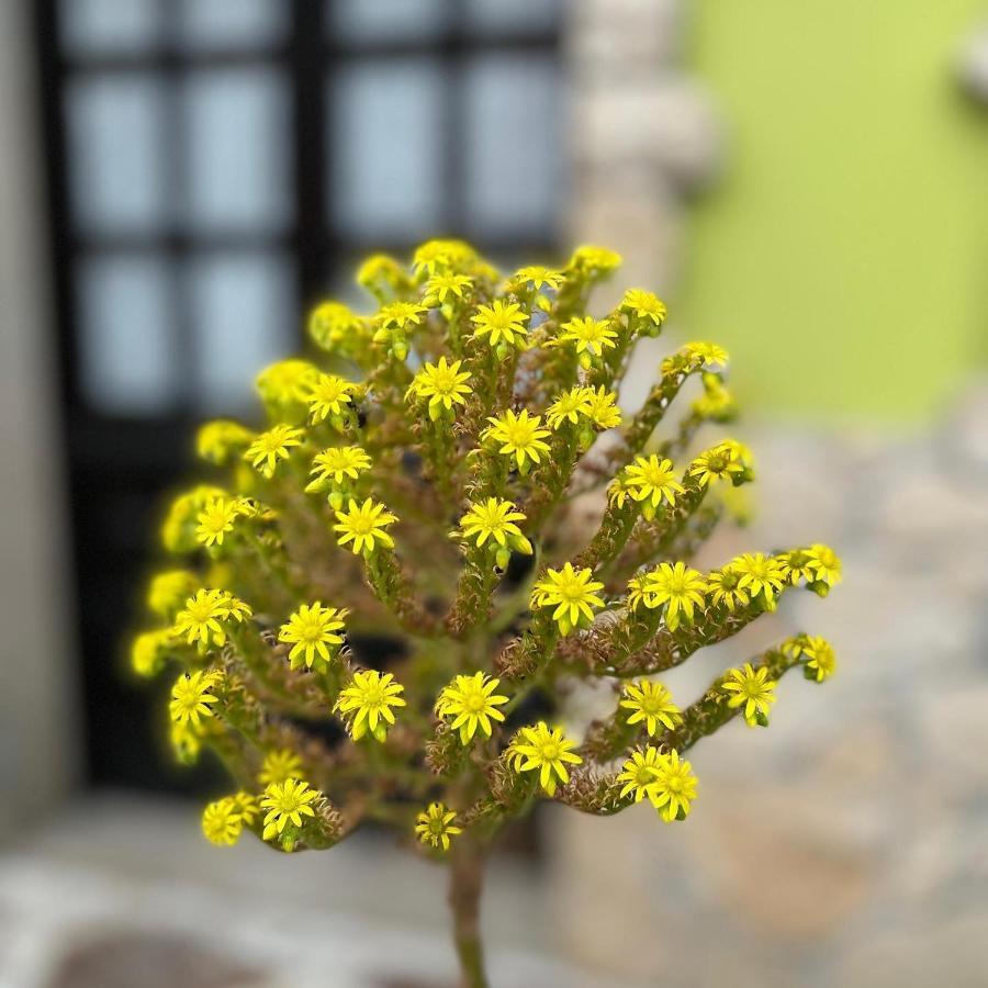 Vila La Casita De Olivia Espinaredo La Villa Exteriér fotografie