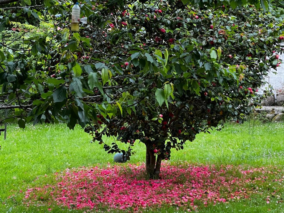 Vila La Casita De Olivia Espinaredo La Villa Exteriér fotografie